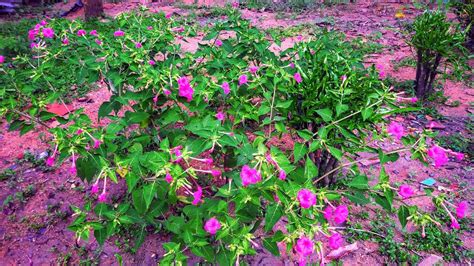 4 o'clocks like a neutral soil, though they the flowers tend to just close and stay brightly colored until they drop off though, so most gardeners just leave them be as they're not unattractive. Mirabilis Jalapa, 4'o clock flower🤗 - YouTube