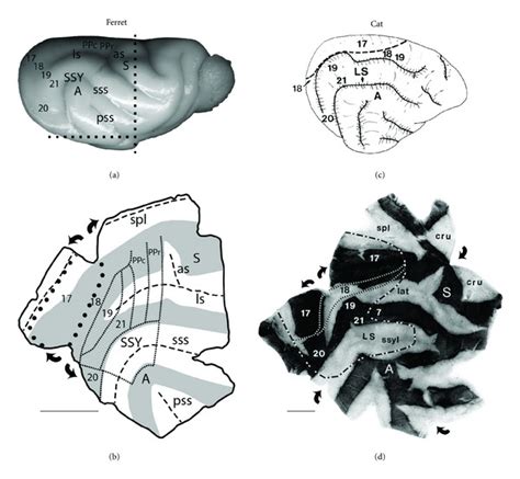 Comparing The Arrangements Of Gyri Sulci And Visual Areas In The