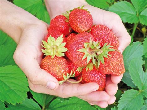 Three easy steps to line your compost bin. The Sweet Smell Of Roses, In A Warm Summer Haze, A Bowl Of ...