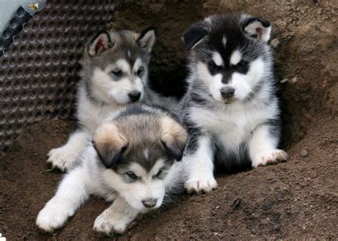 These puppies make great pets. Pui Malamut de Alaska | Malamute husky, Alaska, Husky