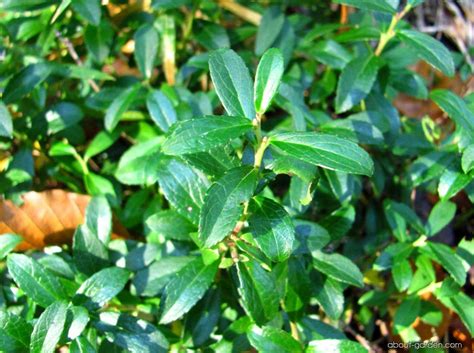 Evergreen Shrubs Plant Encyclopedia About