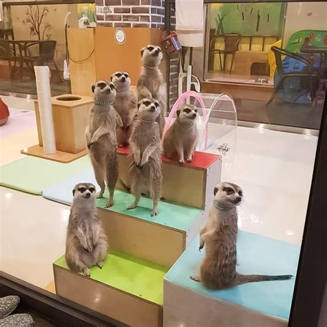 Sheep Raccoons And Meerkats Unique Animal Cafes In Seoul Meerkat