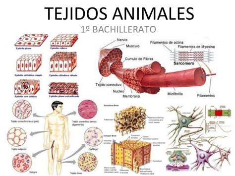 Pin En Tejidos Animales