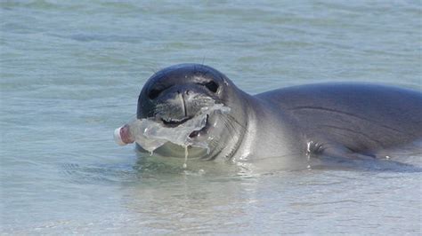 Image Result For Seal Eating Plastic Marine Animals Animals Water