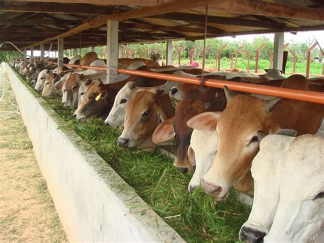 Lembu jenis brahman/kk cukup umur 2 tahun keatas : Lembu Siam products,Thailand Lembu Siam supplier