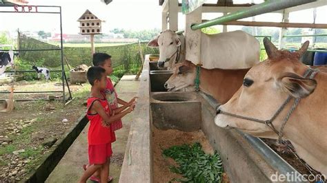 Ada banyak sekali bahan yang bisa dipakai. Wisata Ternak Kandang Macan / Bantuan Ternak Sapi Propinsi Dipungli Sigijateng Id - Karena ...