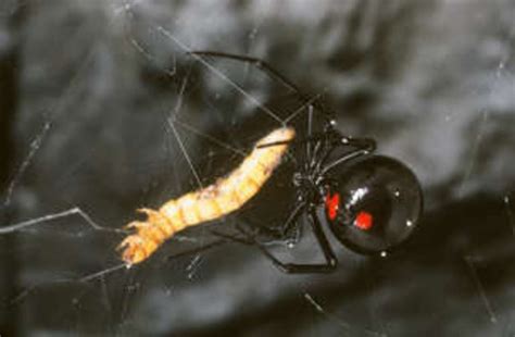 While most of them have limited ranges, jumping spiders live throughout north america, except for northern and western canada.13 x research what species of spider is largest in north america? Most Venomous Spiders and Insects in North America - Most ...