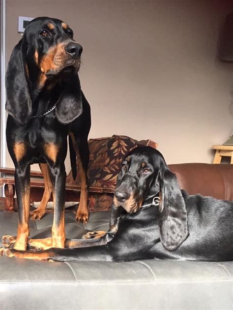 Pin De Becky Krichevsky En Black And Tan Coonhounds Razas Caninas