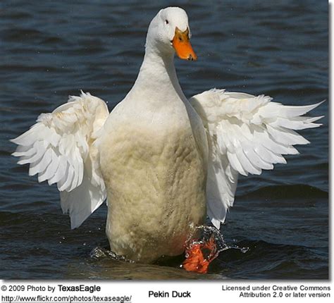 White duck, american pekin duck goose mallard, duck, image file formats, animals, fauna png. Pekin Ducks aka Domestic Ducks, White Pekin Ducks | Beauty ...
