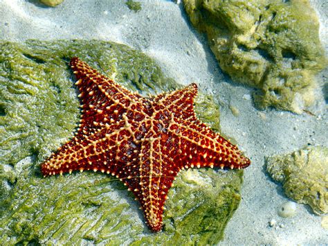 Underwater Starfish Photograph By Alex Herman Fine Art America