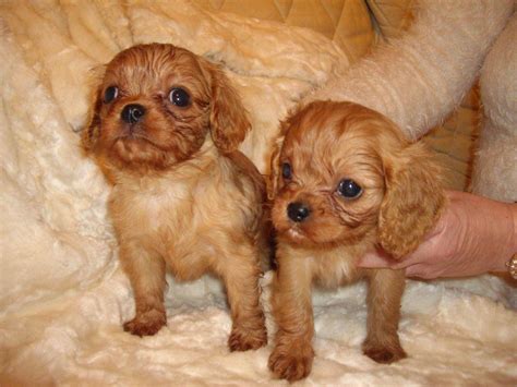 Two beautiful dog figurines depicting cavalier king charles spaniels. Cavalier King Charles Spaniel Puppies For Sale ...