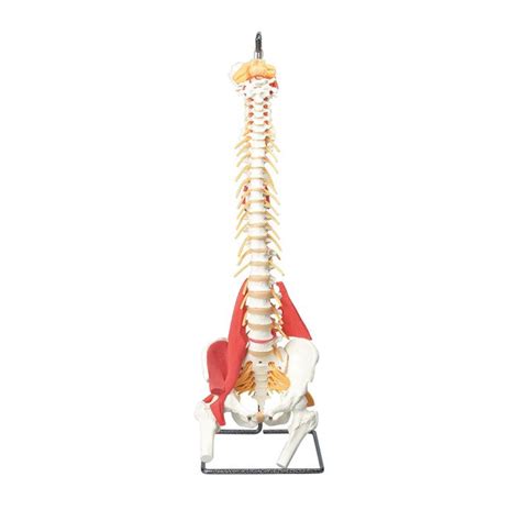 Anatomical Teaching Models Plastic Spinal Column Vertebrae Model