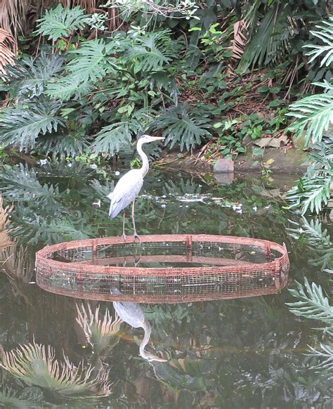 Umgeni River Bird Park Durban South Africa Suemtravels