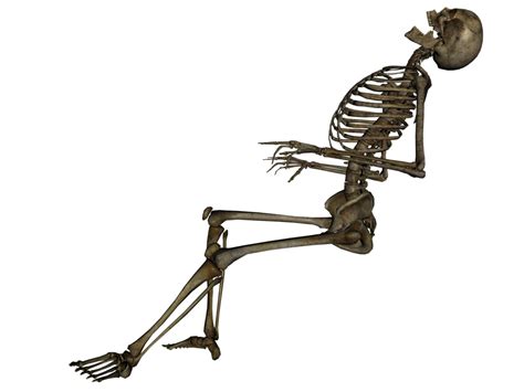 Human Skeleton Skull Skeleton Png Image Png Download 1032774