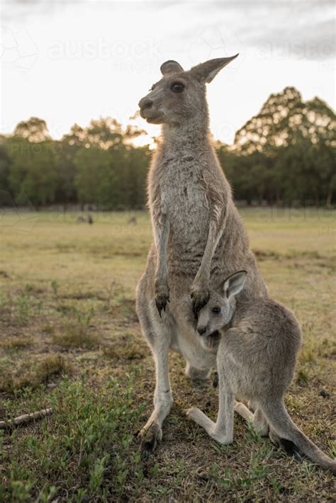 Image Of Eastern Grey Kangaroo Mother And Joey Close Up Austockphoto