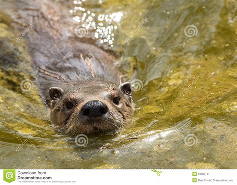 Otter Swimming Stock Image Image Of Water Baby Trick 53887781