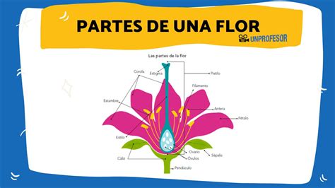 Tárcsa Megnyugtat Utódok Cuales Son Las Partes De Una Planta Y Sus