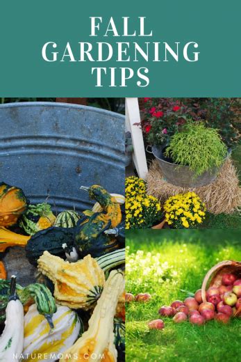 Fall Gardening Tips Nature Moms