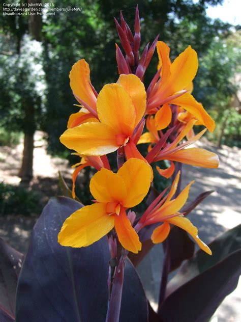 Plantfiles Pictures Canna Lily Pacific Beauty Canna X Generalis By