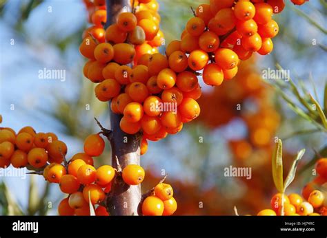 Orange Fruit Bush Berries Berry Sallow Thorn Buckthorns Stock