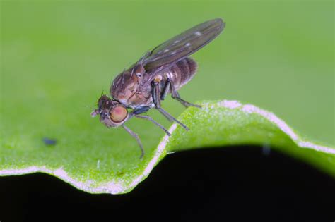 How To Tell Fungus Gnats And Shore Flies Apart Gardeners Path