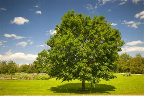 Maple Tree Stock Photo Image Of Leaf Botanic Background 9162914