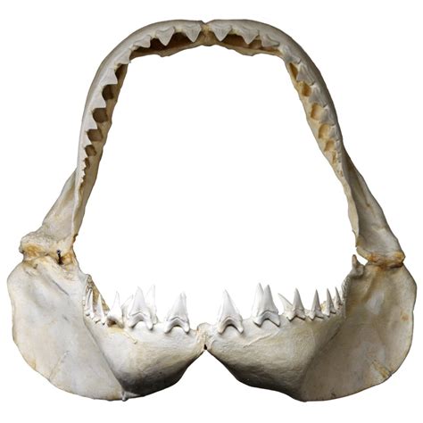 Great White Shark Jaw Bone With Original Teeth Taxidermy Mounts For