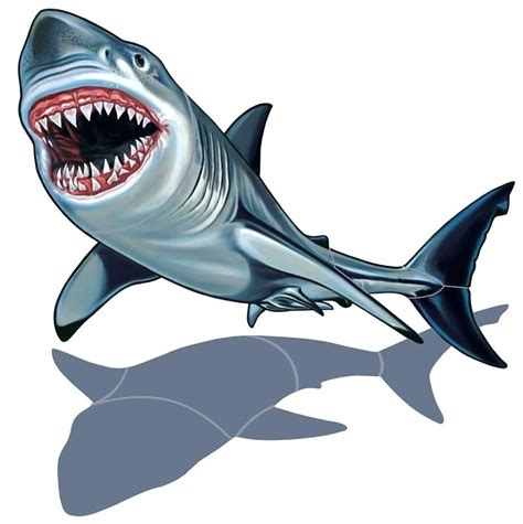 Great White Shark Outline Drawing Free Download On Clipartmag