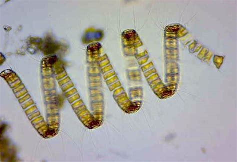 2432 Brown Algae And Diatoms Biology Libretexts