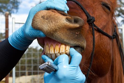 Why Do Horses Grind Their Teeth Rainbow Run Farm