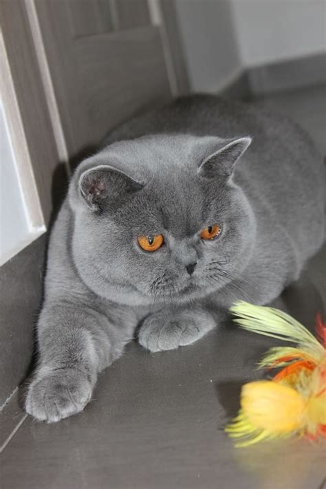 Himalayan Grey British Shorthair Himalayan Grey Persian Cat Pets Lovers