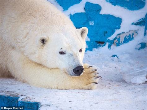 Polar Bear Kills Female At Russian Zoo After She Rejects His Attempt To