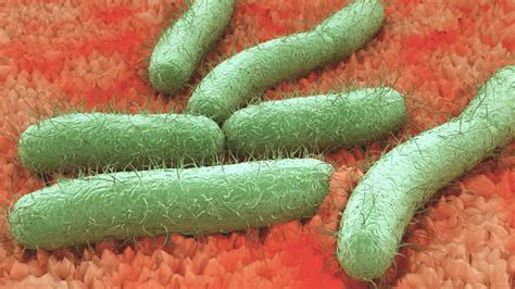 بحث عن بكتيريا القولون e-coli
