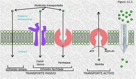 Transporte Celular de Sustancias Hola Biología