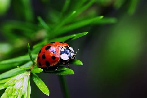 Very Sweet And Cute Animals Funny Insect Wallpaper