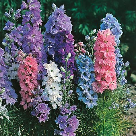 Larkspur Dwarf Flowering Mixed Colors Etsy