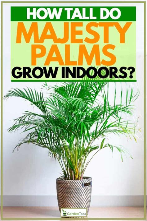 How Tall Do Majesty Palms Grow Indoors