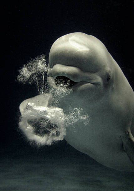 Beluga Delphinapterus Leucas Whale Blowing Toroidal Bubble Ring