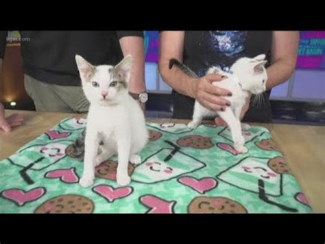 Roland (lower left) came to ohs very anxious and fearful. Attend the Oregon Humane Society's cat party - YouTube