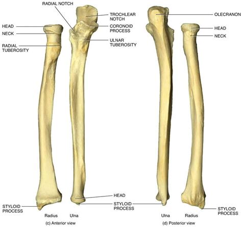 Ulnar notch of radius learn with flashcards, games and more — for free. Quiz 4 - Anatomy & Physiology 2040 with Smtih at ...