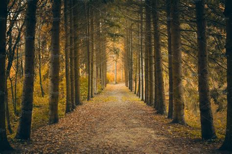 Autumn Perspective In Forest High Quality Nature Stock Photos