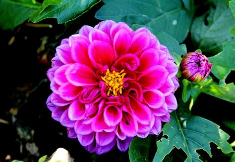 Beauty One Of The Most Beautiful Flower In Garden Yrjö Jyske Flickr