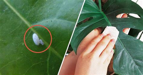 House Plants That Repel Bed Bugs - List of pest-repelling plants