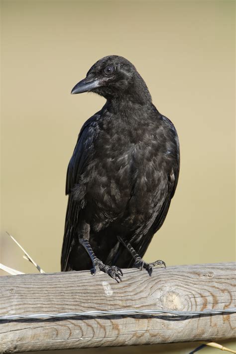 Crow Posing David Stephens Flickr