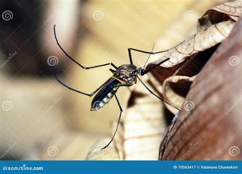 Mosquito Stock Image Image Of Mosquito Dangerous Tiger 70563417