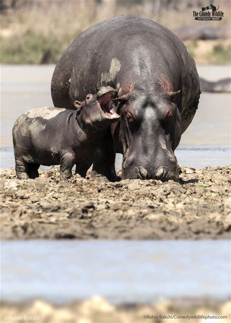 Reportajes Y Fotografías De Hipopótamo En National Geographic