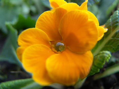 Combining orange and blue flowers can be particularly stunning. Flowers: Primula-yellow-orange-flowers-with- - primrose ...