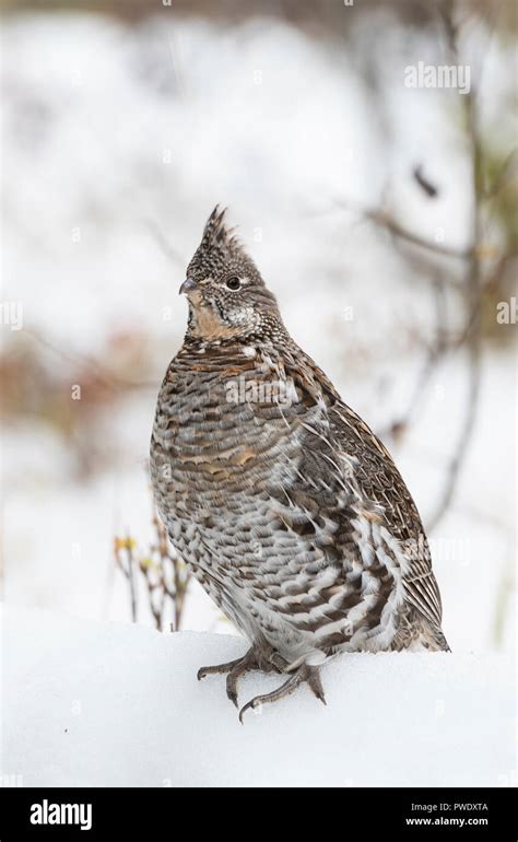 Ruffed Grouse Bonasa Umbellus Glacier National Park Montana Stock