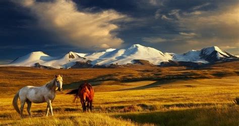 Mongolia Nature And Wildlife Goway Travel
