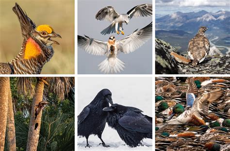 Audubon Announces 2022 Audubon Photography Awards Winners Audubon